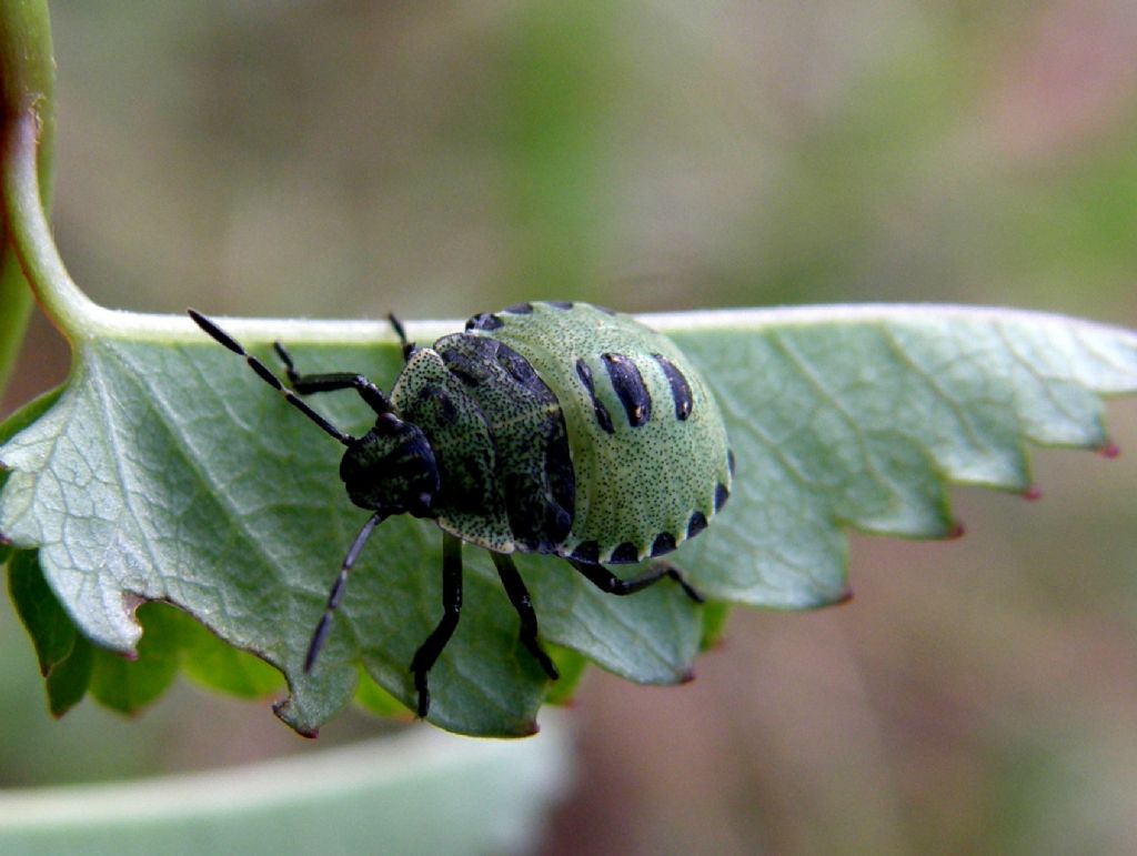 Pentatomidae: neanide di Palomena prasina del Piemonte (CN)